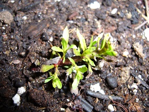 Penthorum Royana